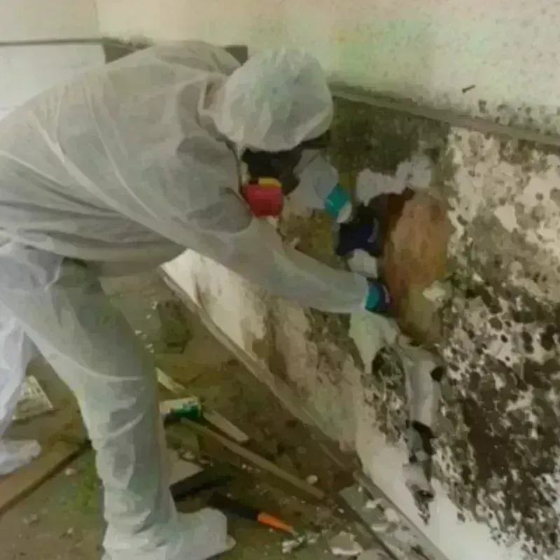 Mold Remediation and Removal in Yellville, AR